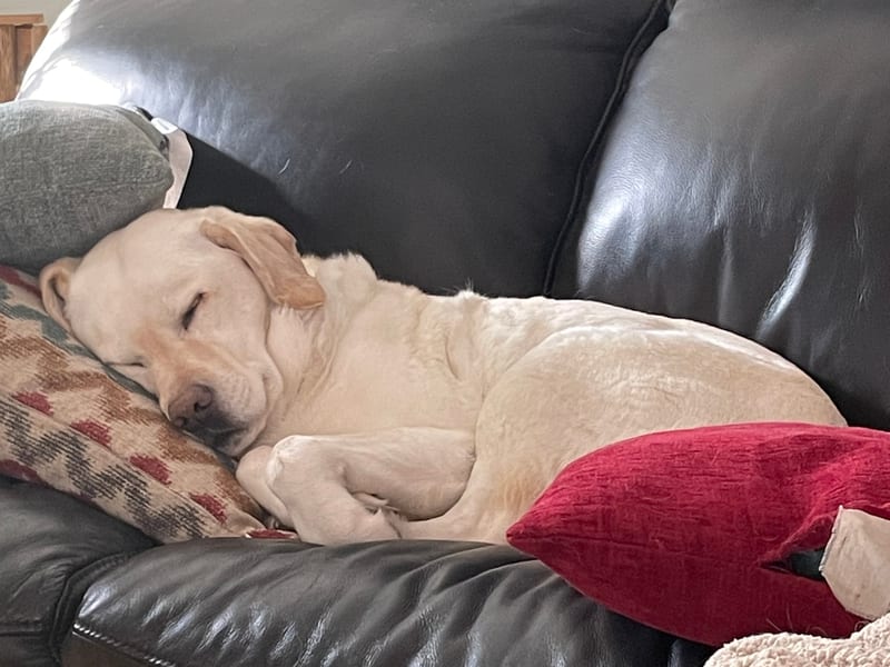Pet sitting — dog on sofa in cozy home